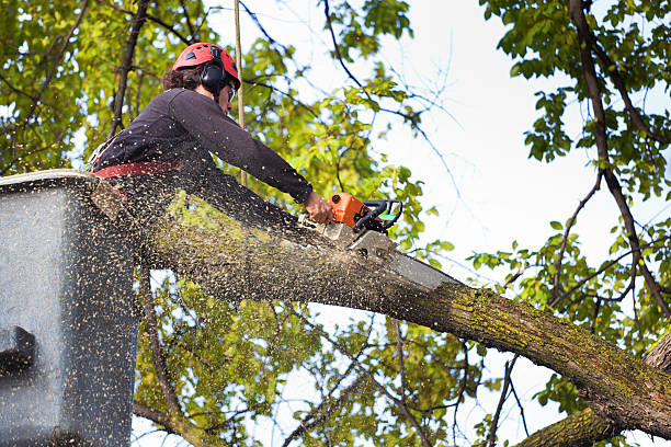 The Steps Involved in Our Tree Care Process in Auburn, KS